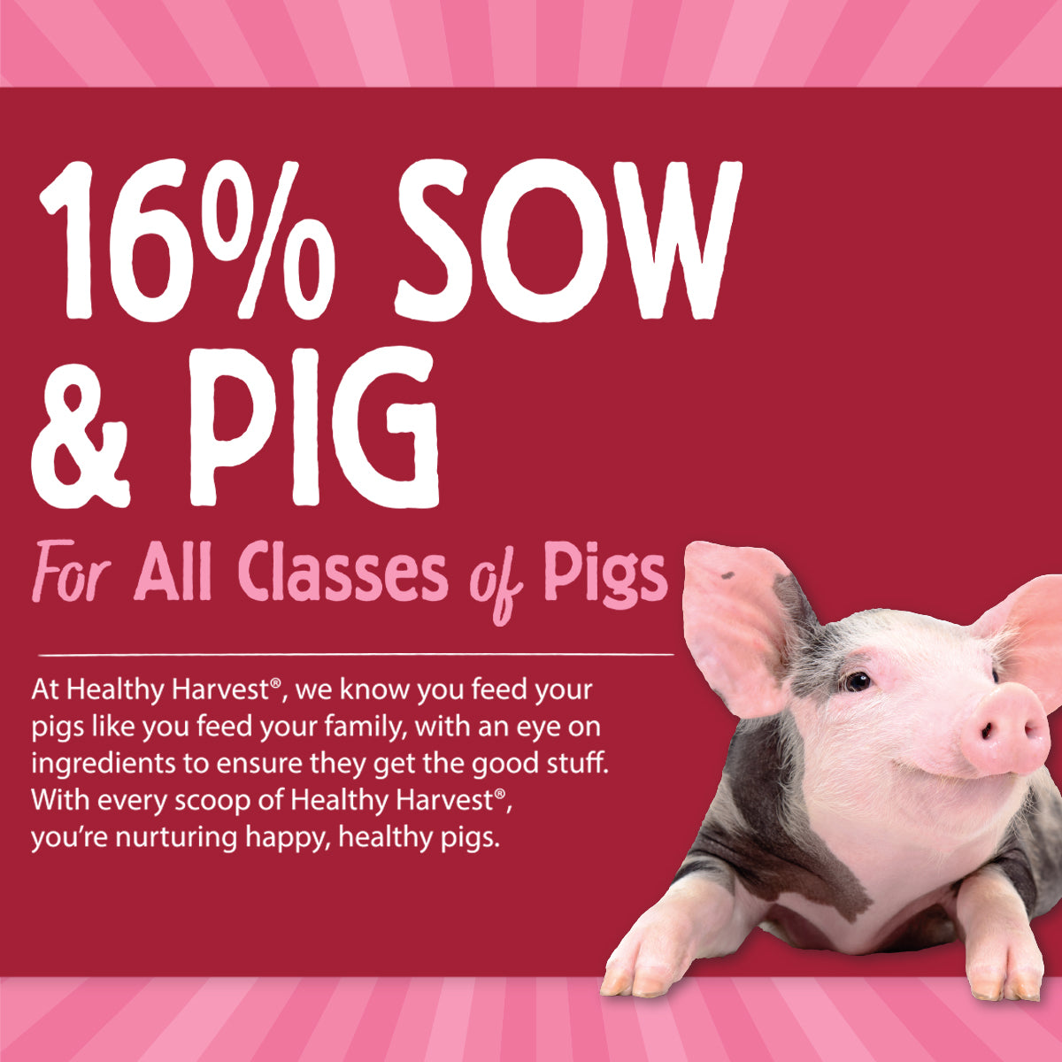 16% Sow & Pig 40 lb Bag
