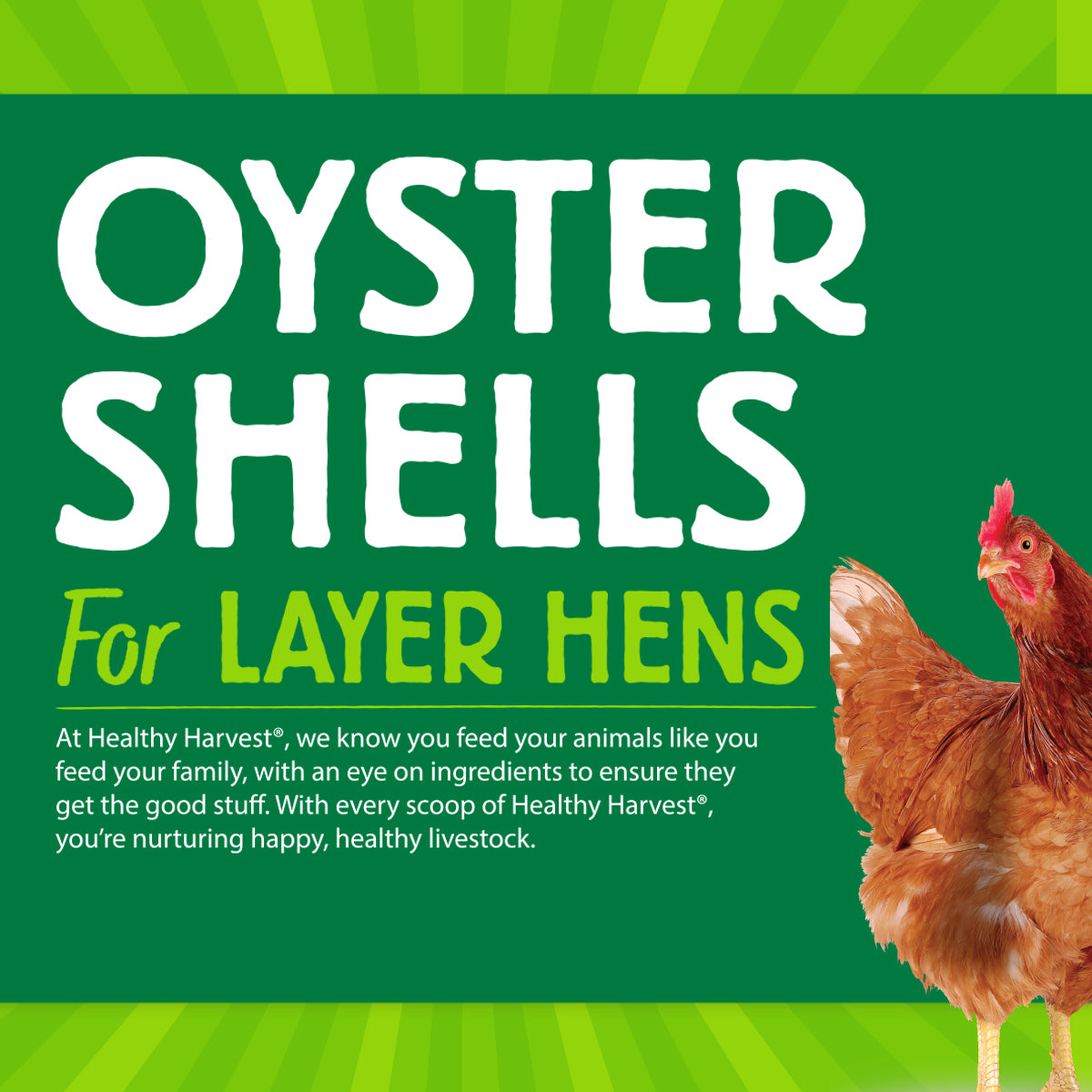 Oyster Shells 5 lb Bag