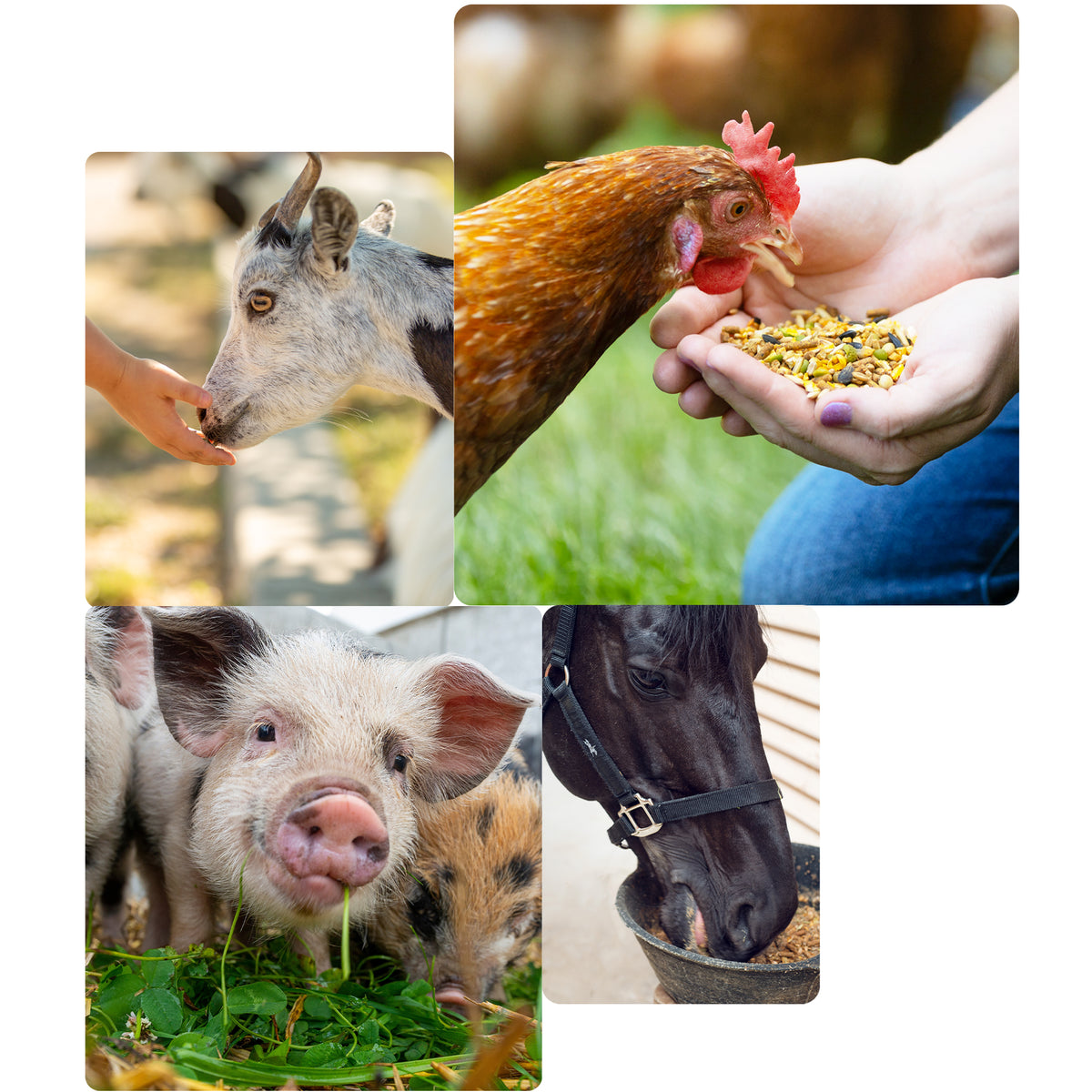 Healthy Harvest | Wholesome Animal Feed for Better Health – Healthy ...