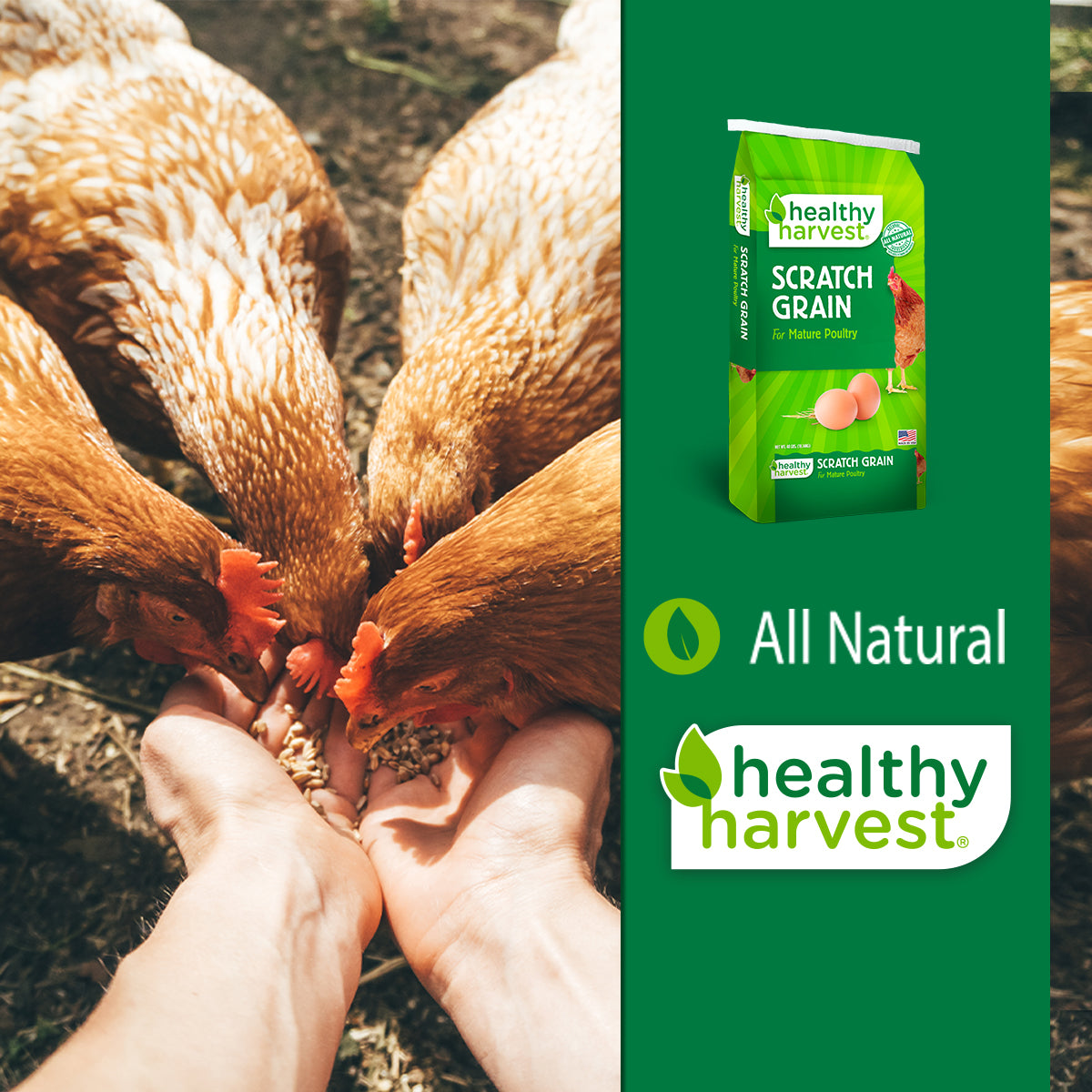 Scratch Grain 40 Lb Bag Chicken Feed Healthy Harvest Healthy scratch-grain-40-lb-bag-chicken-feed-healthy-harvest-healthy